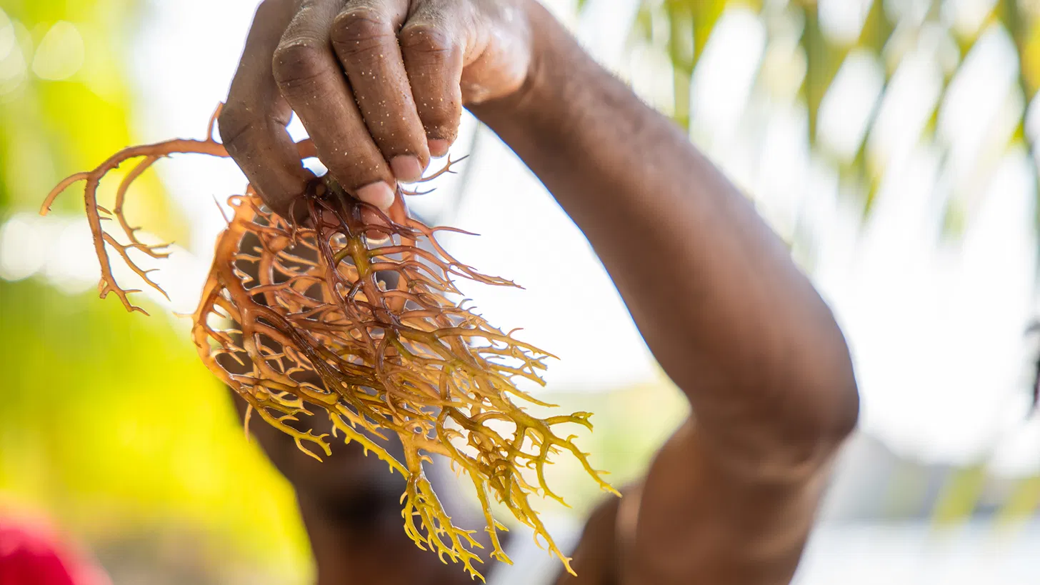 Sea moss being harvested from coastal water