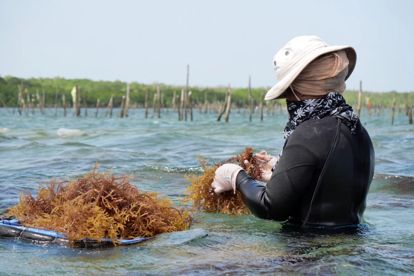 Sea moss growing underwater